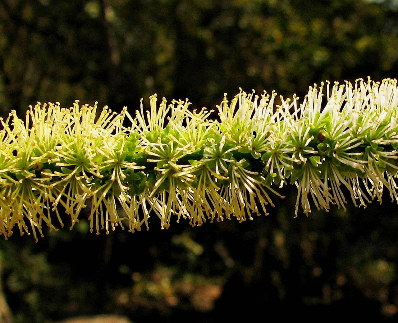 Entada eFlora of India